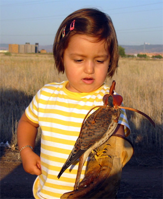 La peque&ntilde;a cetrera